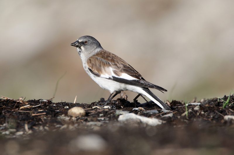 Niverolle alpine sur le col du Tourmalet